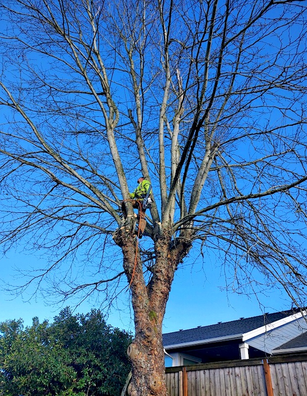 Picture of Andy doing tree work