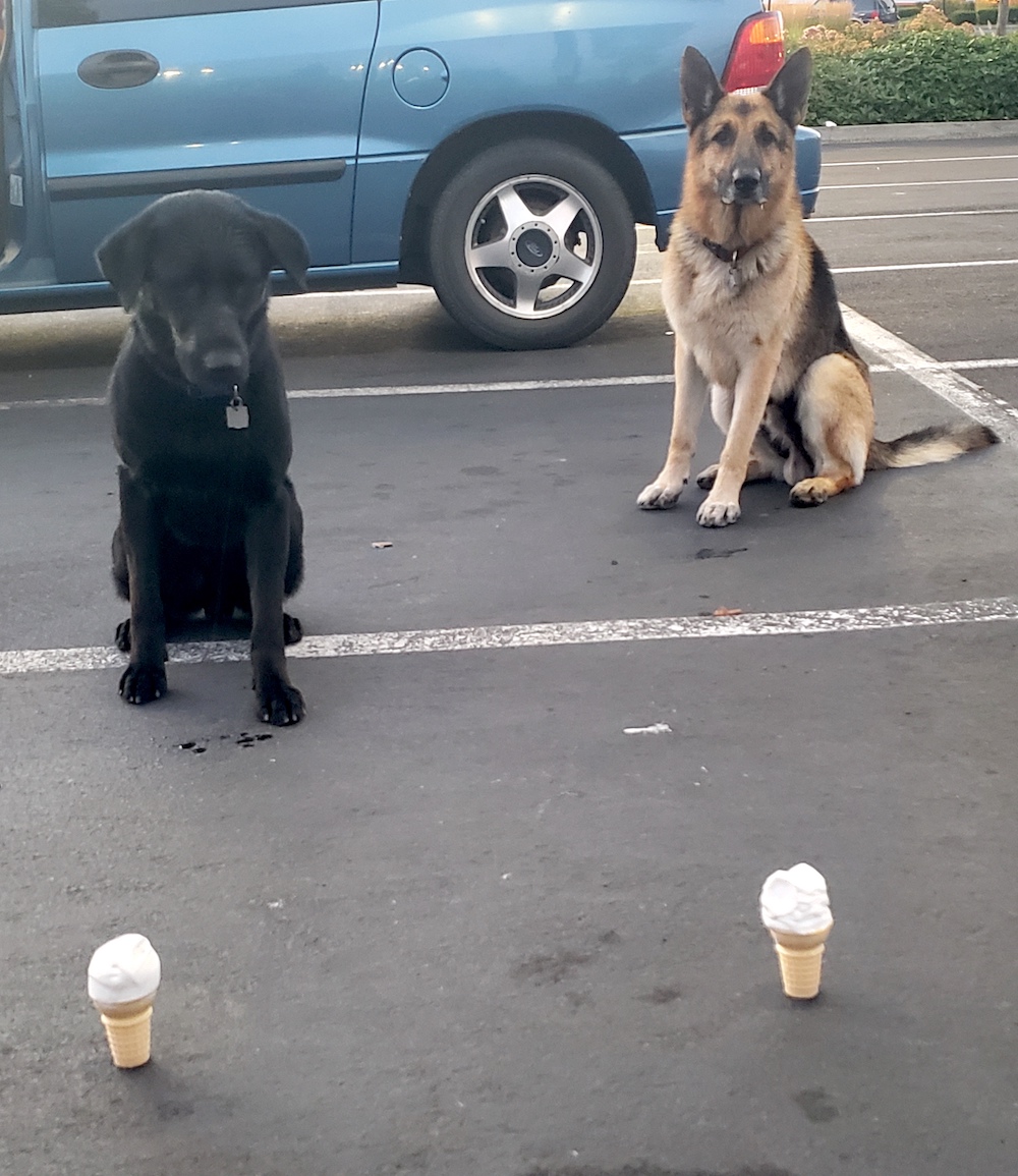 Picture of Tazzy & Smokey with ice cream cones