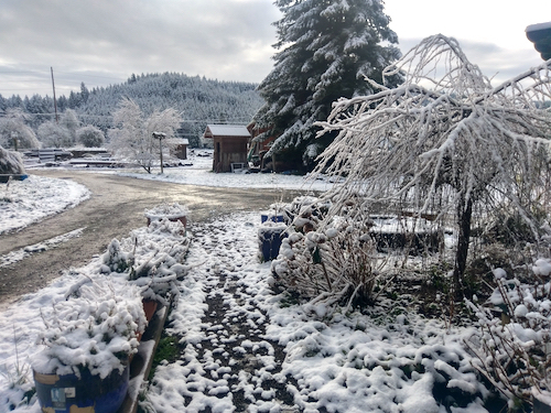 Snow scene from Sparre's front porch in Molalla, OR