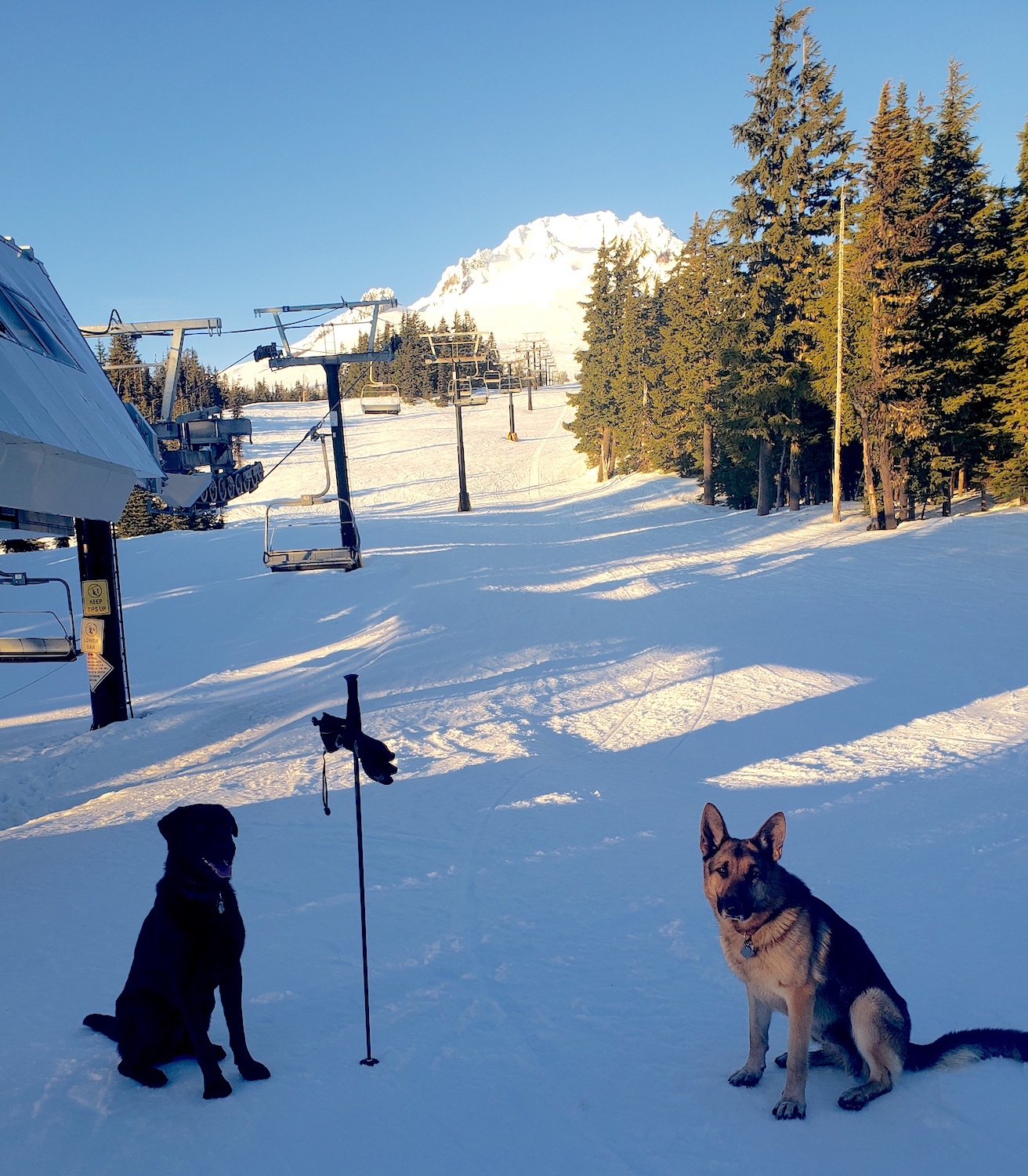 February 06 dogs at timberline