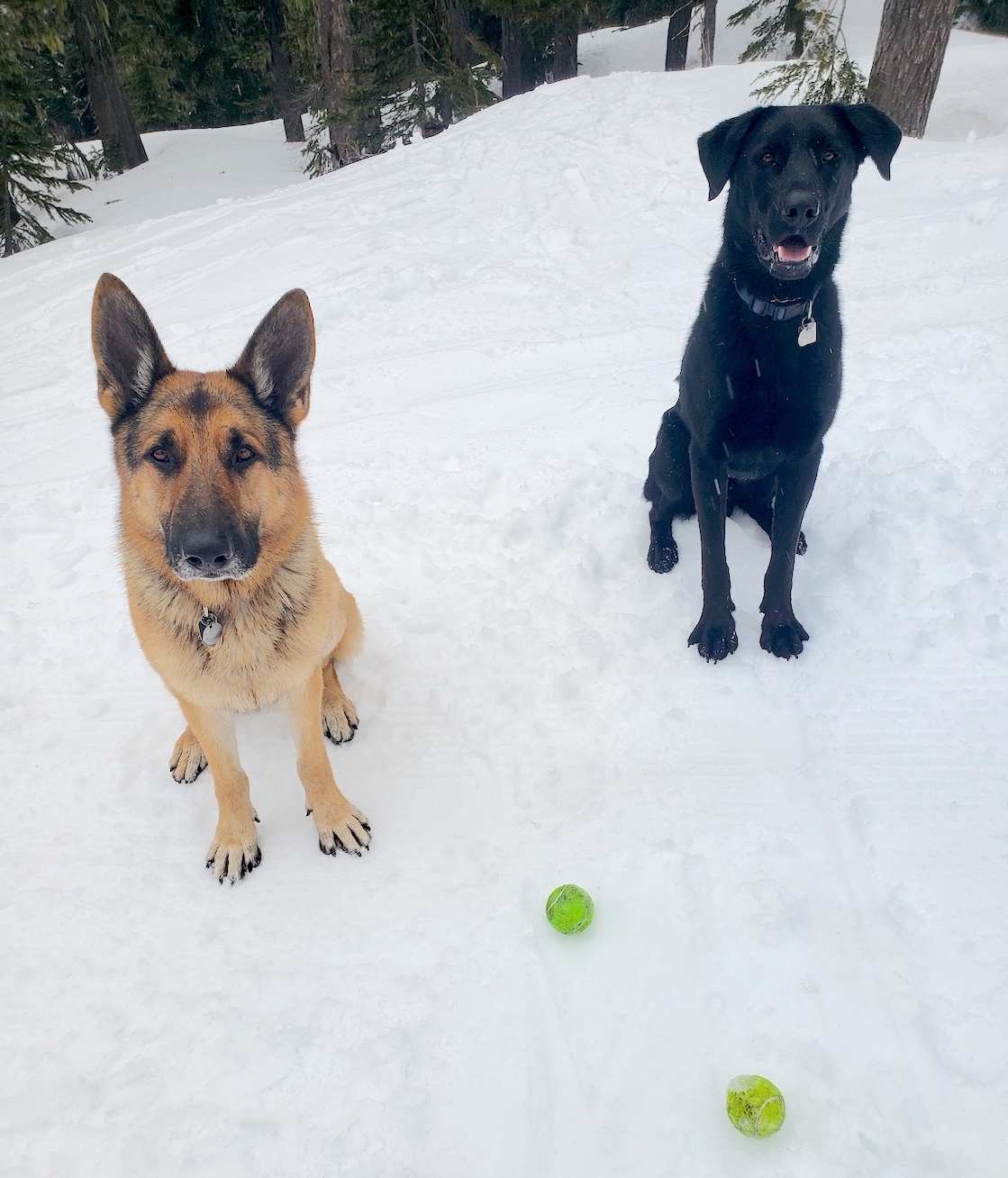 Picture of Smokey & Tazzy in the snow