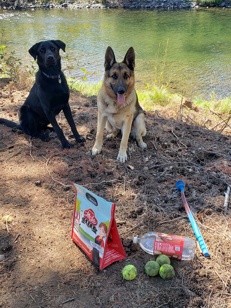 Dogs by the Molalla River