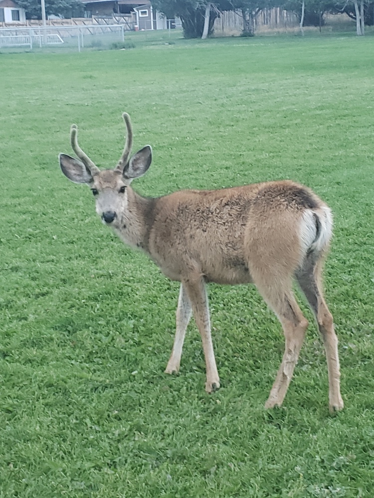 Deer in Rawlings, WY