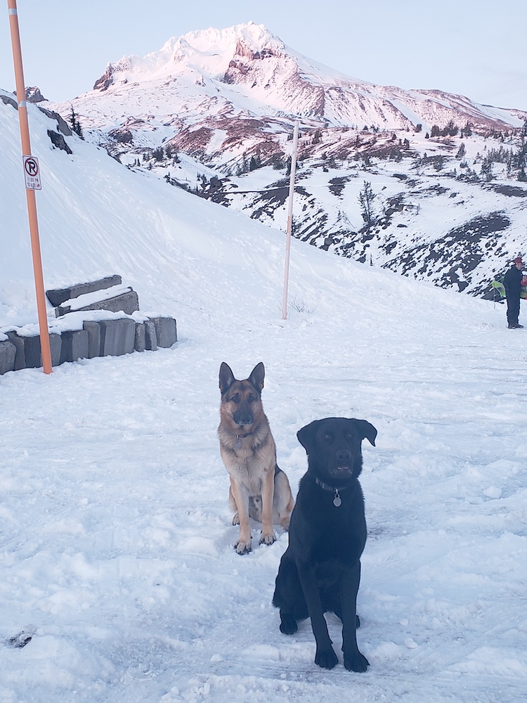 Picture of Tazzy & Smokey at Timberline